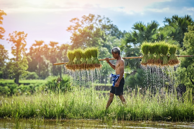 Thaise de holdingsrijst van de landbouwer op de groene landbouwgrond van de het landbouwbedrijflandbouwinstallatie van het padieveld