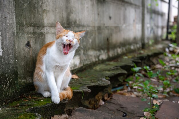 Thaise gestreepte kat die naast een muur geeuwt.