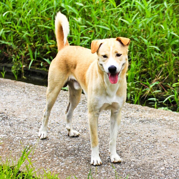 Thaise hond in de tuin