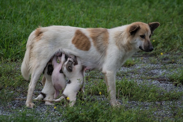 Thaise honden die puppy's voeren