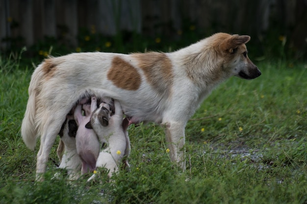 Thaise honden die puppy's voeren