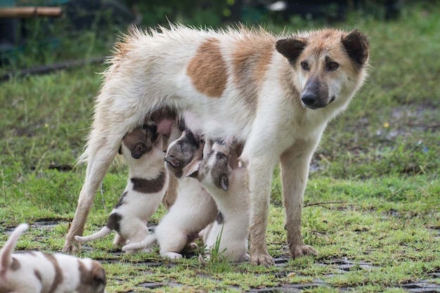 Thaise honden die puppy's voeren