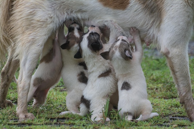 Thaise honden die puppy's voeren