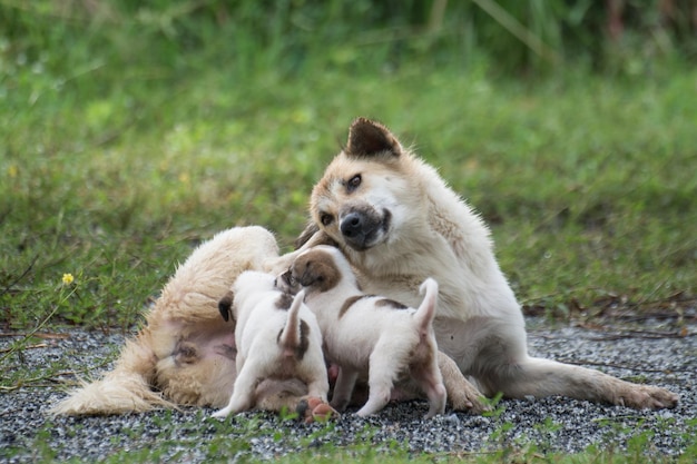 Thaise honden die puppy's voeren