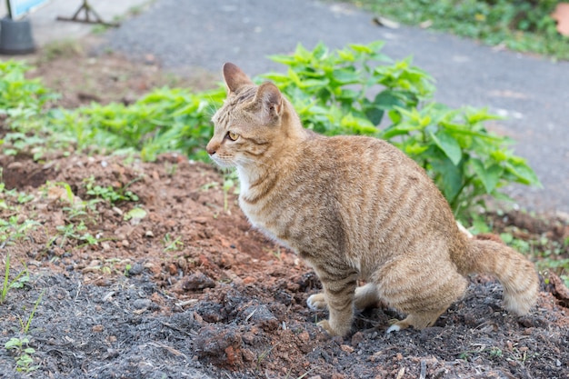 Thaise katten gele eyed faecaliën ter plaatse.