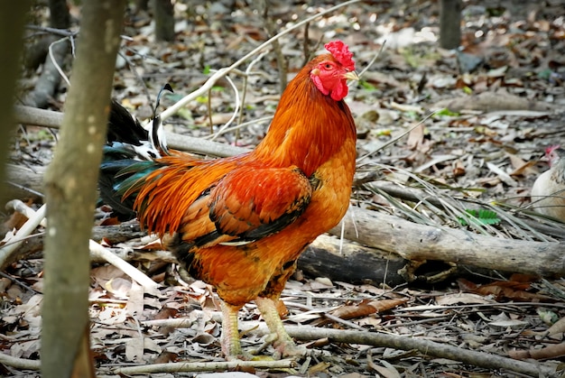 Thaise kippenhok wandelen in het wild