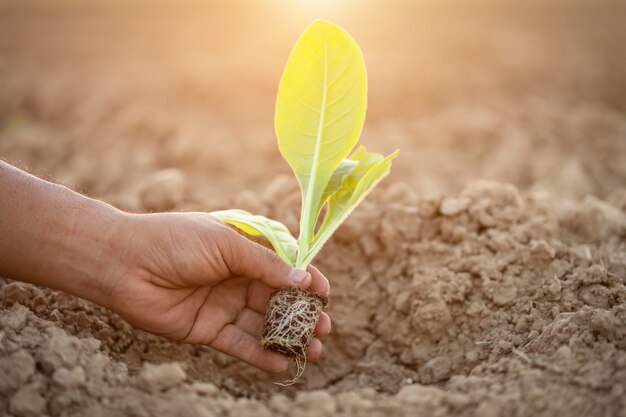 Thaise landbouwer die de groene tabaksplant plant