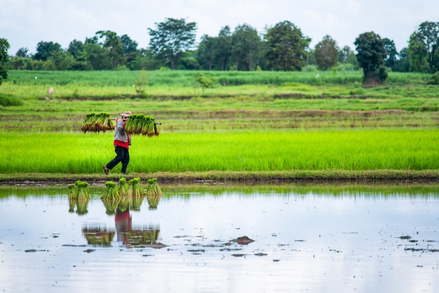 Thaise landbouwers die rijst op het padiegebied planten.