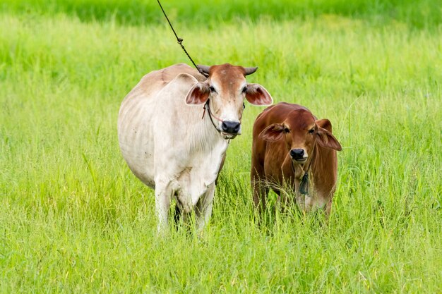 Thaise moederkoe en kalf blijven op het gebied