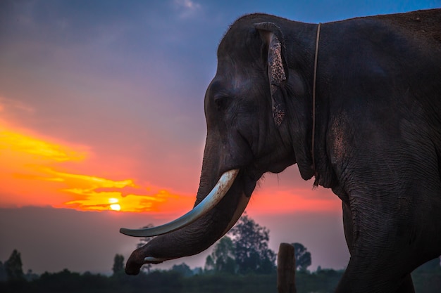 Thaise olifant