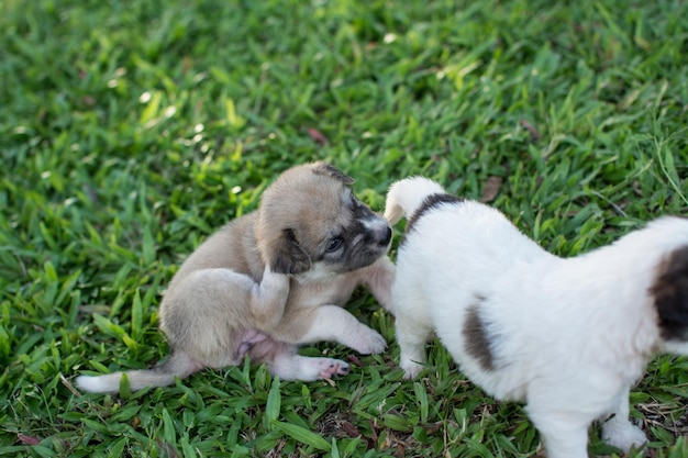 Thaise puppy zittend op het gras