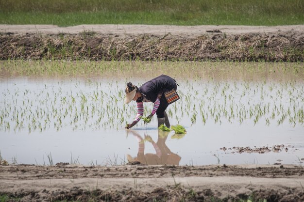 Thaise vrouwelijke landbouwer die rijst op het gebied planten