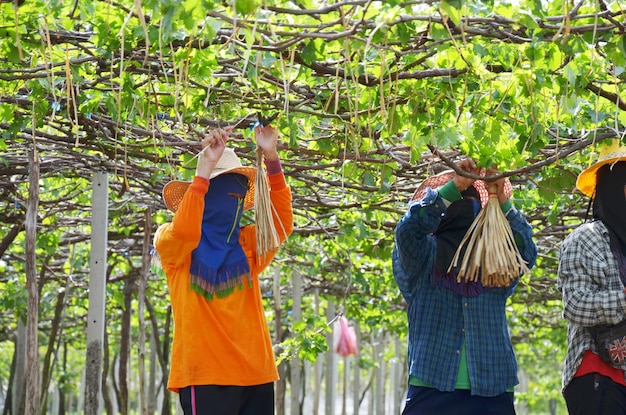 Thaise werknemer en buitenlandse werknemer werken oogst druivenvruchten oogsten en zorgen voor landbouw plant boom in boomgaard plantage wijngaardtuin in kaeng krachan national park in phetchaburi, thailand