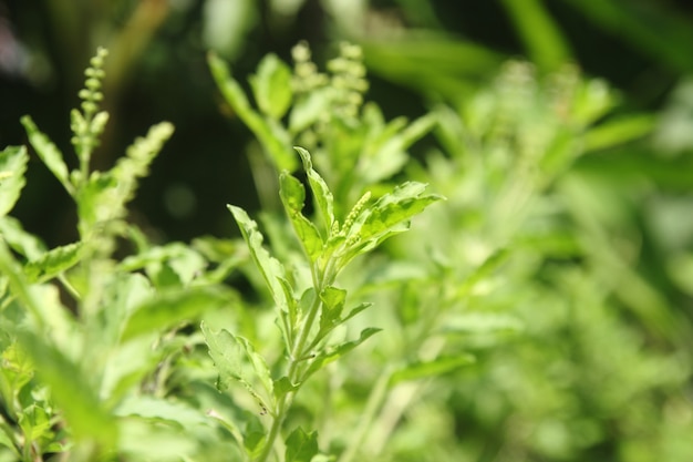 Foto thaise witte basilicumboom (ocimum sanctum)