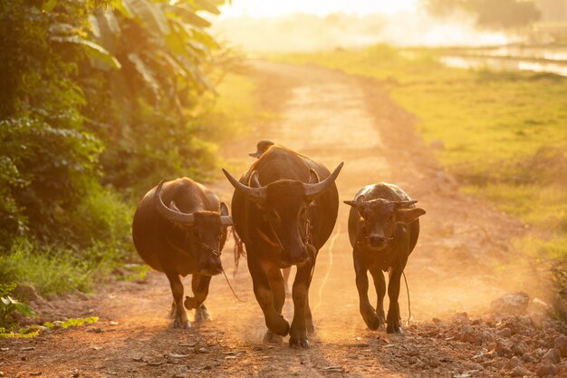 Thaise zwarte buffels die op de weg bij platteland in avondtijd lopen