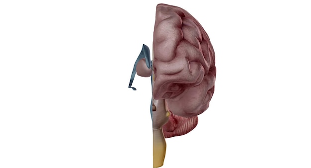 Photo thalamus is an egg shaped structure in the middle of your brain