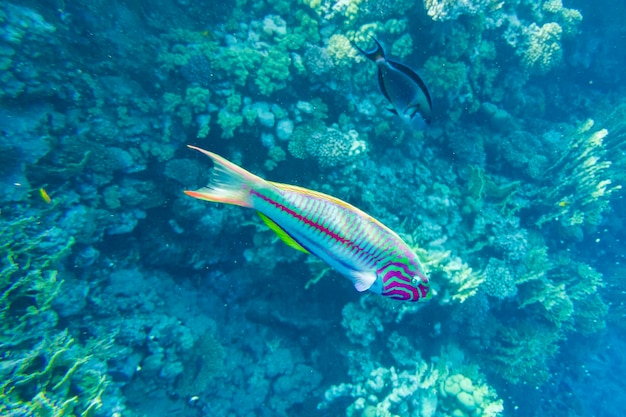 Thalassoma klunzingeri Colorful striped tropical fish in Red Sea Egypt