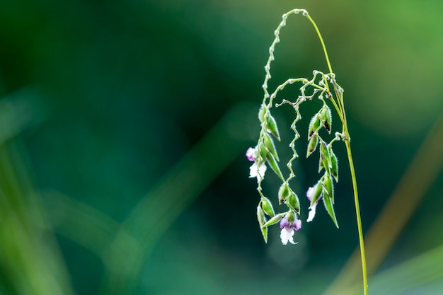 Thalia dealbata bloem