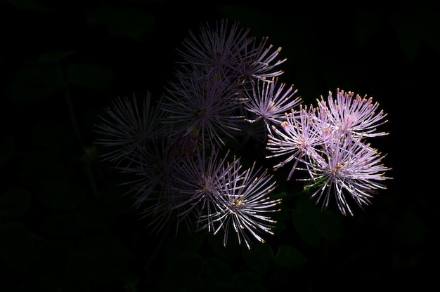 Thalictrum aquilegiifolium on a black background