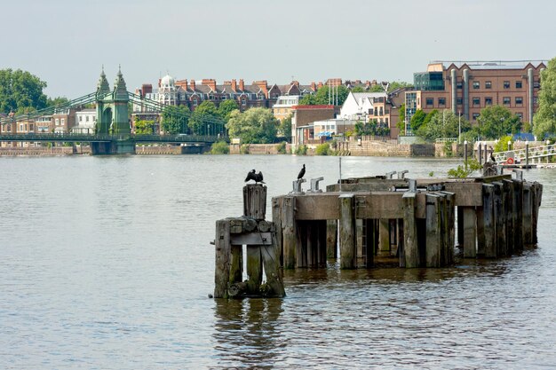 Thames river near Hammersmith Bridge in London