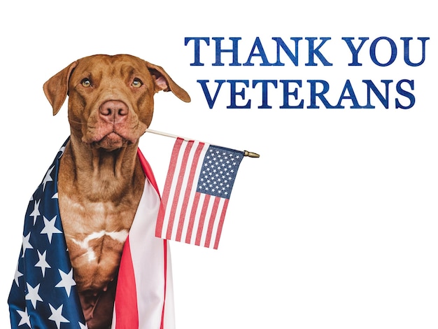 Grazie veterani brown cucciolo e bandiera americana