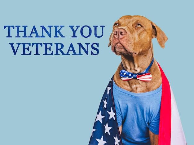 Thank You Veterans Lovable brown dog American Flag and congratulatory inscription Closeup indoors Studio shot Congratulations for family relatives loved ones friends and colleagues