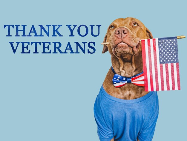 Thank You Veterans Lovable brown dog American Flag and congratulatory inscription Closeup indoors Studio shot Congratulations for family relatives loved ones friends and colleagues