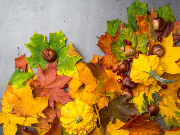 Thanksgiving achtergrond Pompoenen kastanjes eikels gevallen bladeren op grijze betonnen achtergrond