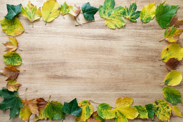 Thanksgiving background with autumn leaves