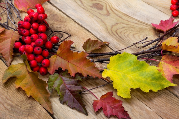 Thanksgiving background with leaves and ripe berries, close up