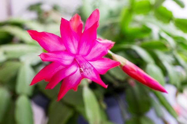 Thanksgiving Cactus Schlumbergera bridgesii in een kamer met een lichte achtergrond