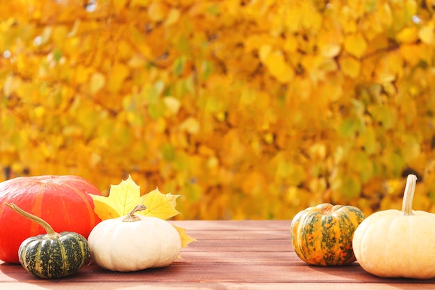 Thanksgiving holiday or autum festive background with pumpkins against yellow autumn foliage