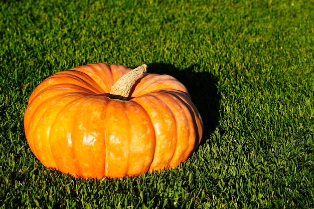 Thanksgiving holiday halloween orange pumpkins on green grass pumpkin farmers market autumn harvest ...