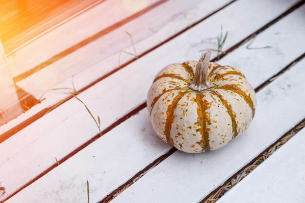 Thanksgiving holiday party background autumn pumpkin