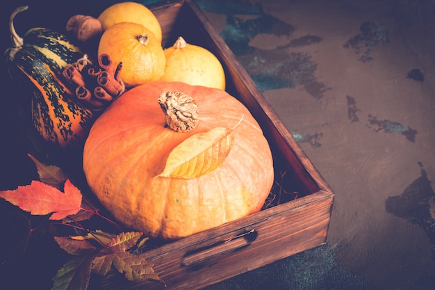 Thanksgiving of Halloween concept met een verscheidenheid aan decoratieve pompoenen