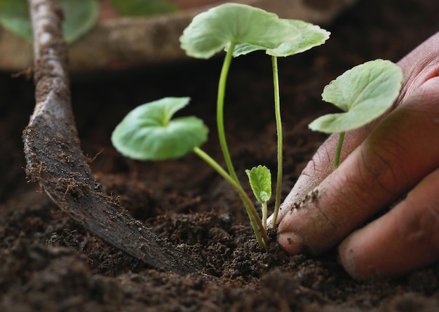 Thankuni planten in een tuin