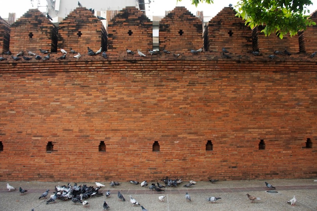 Thapae ancient gate or Chiang Mai old city brick walls and Tha Pae gates the most famous landmarks with dove for thai people and foreign traveler travel visit at Chiangmai city in Chiang Mai Thailand