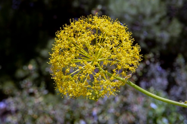 thapsia is a genus of flowering plants with 41 species belonging to the apiaceae family