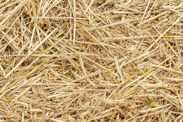 thatch of grain, straw on the field after harvesting