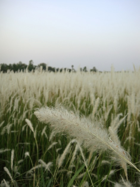 Thatch roof or grass background.