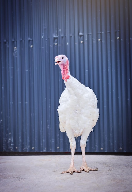 Thats one fine looking fowl Shot of a turkey on a poultry farm