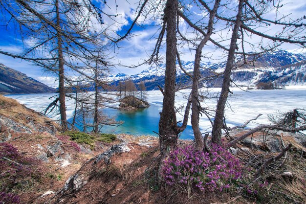 Thaw in high mountains with spring flowers and half frozen lake Engadine valley near Sankt Moritz