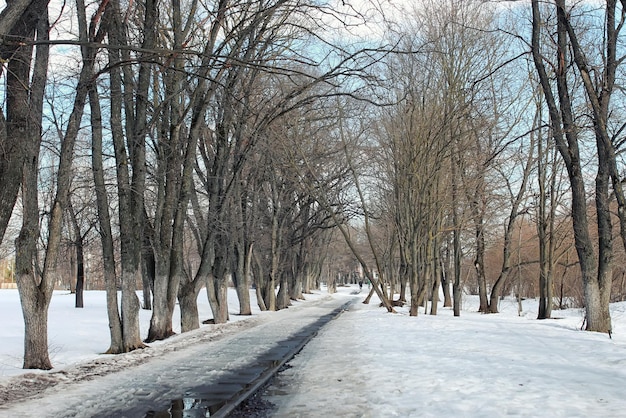 Thaw snow lanscape tree