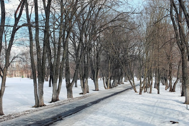 Оттепельное снежное пейзажное дерево