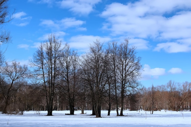 Thaw spring lanscape tree