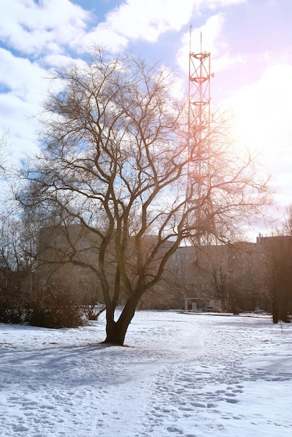 Оттепель весеннее пейзажное дерево