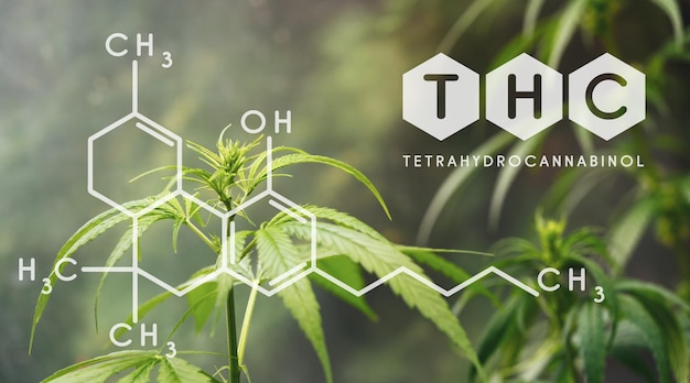 THC chemische formule, mooie achtergrond van groene cannabisbloemen Een plek voor kopieerruimte