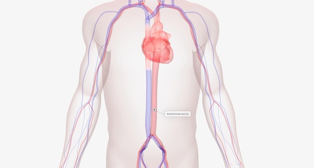 写真 腹部大動脈は腹腔内で最大の動脈です
