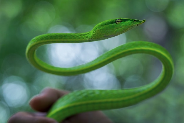 Действие змеи в естественной атмосфере.