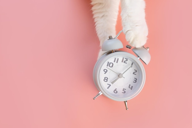 写真 目覚まし時計はピンク色の背景にあり、その隣には猫の足があります。朝、目覚めの概念。ミニマリズム、上面図、コピースペース